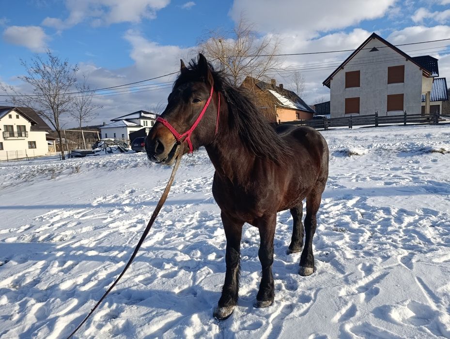 Cal de vânzare de 4 ani
