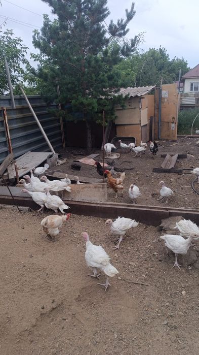 Продам дом в кабанбай батыра