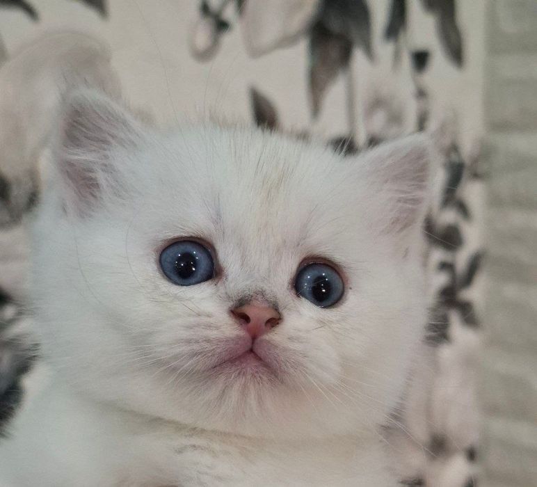 Кошка Белая шиншилла
