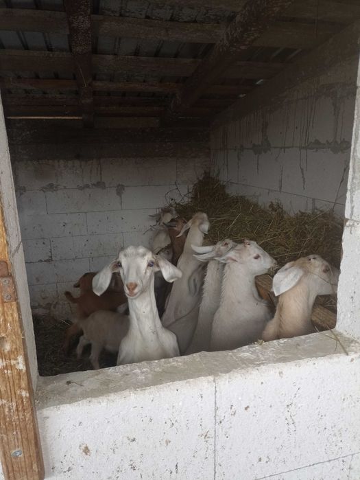 Vând țap anglonubian și iezi metis de sannem cu anglonubian.