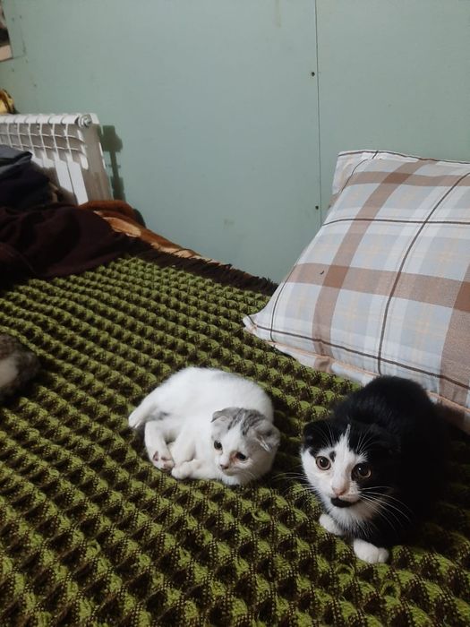 Отдам котят даром