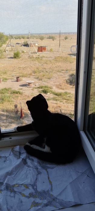 Отдам даром котика в хорошие руки