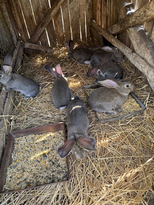 Vand iepurasi urias german 2 luni