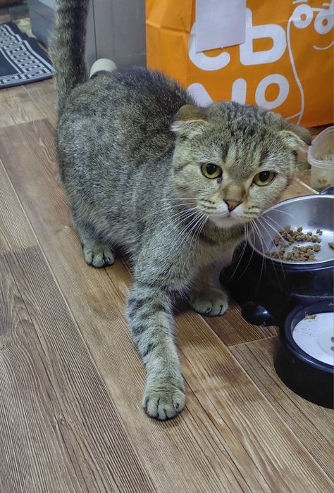 Отдам кошку и котят в добрые руки