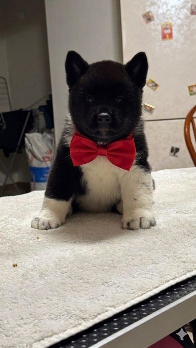 Милота необыкновенная