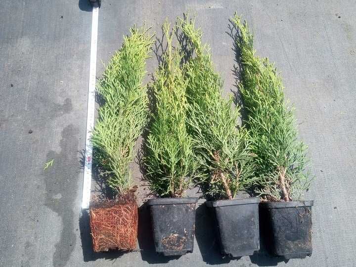 Tuia Smaragd de diferite dimensiuni 100-200cm