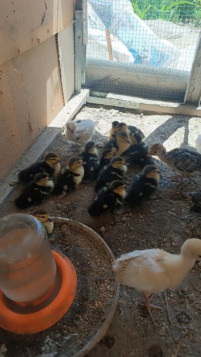 Indautka jöjalrı sotıladı. 3 kunlık. 35 mingdan