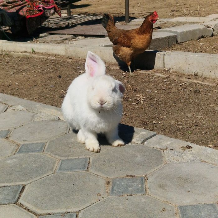 Қоян сатам,  продам заяц