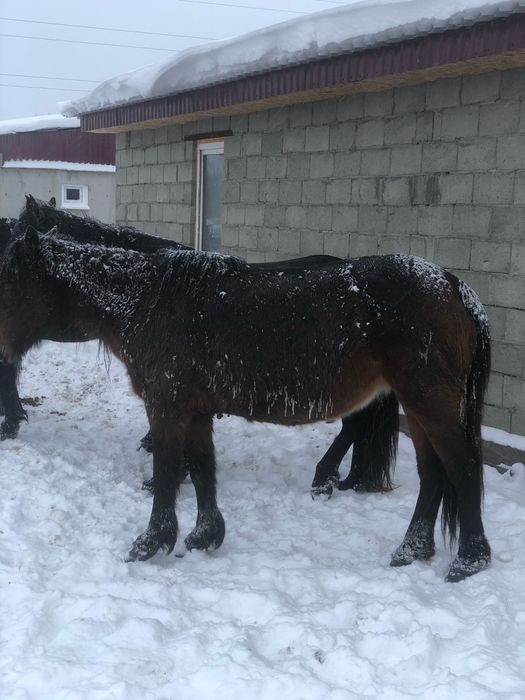 Продам лошадей КРС с откорма