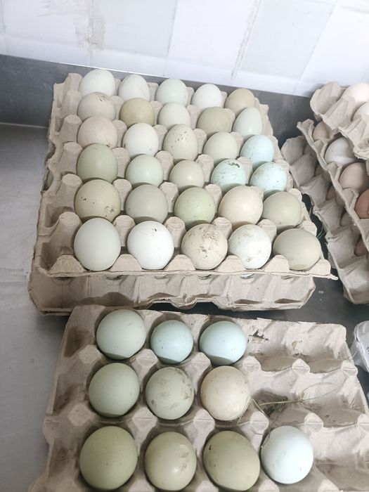 Oua verzi pentru incubat