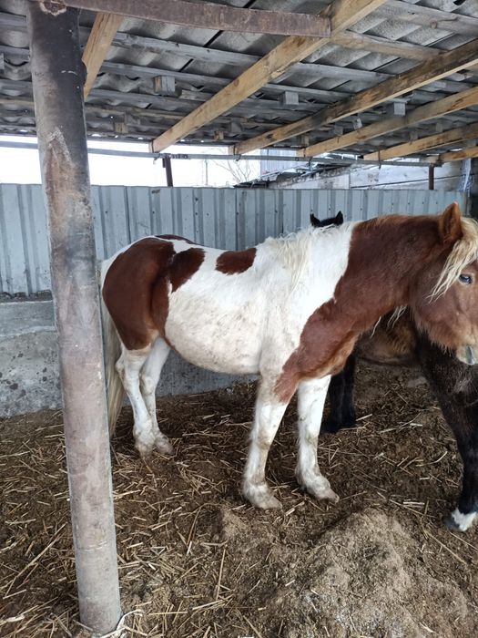 Жеребец горный алстайский