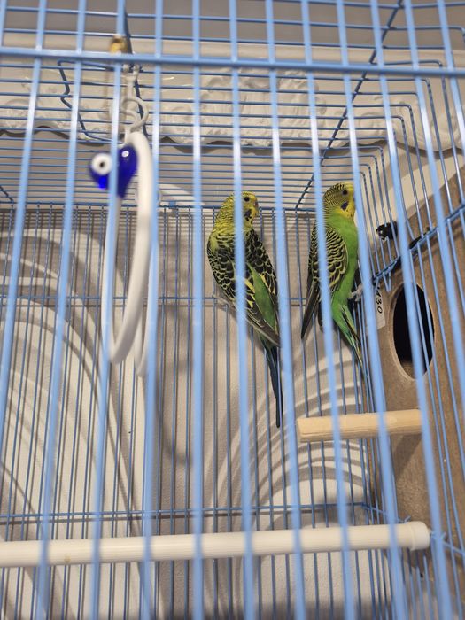 Прадам валнистых