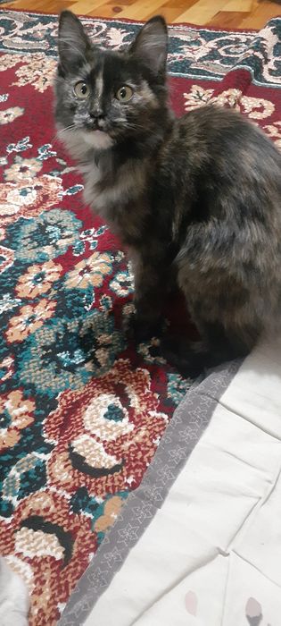 Мушук боласи 3,4 ойлик жа тополончи мас жим юради