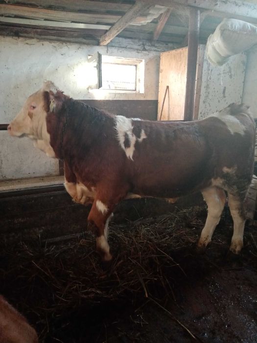 Vând vițel de rasă!!!