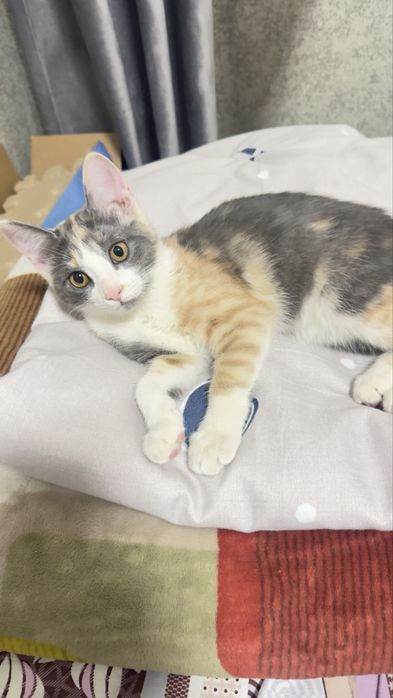 Отдам в хорошие руки