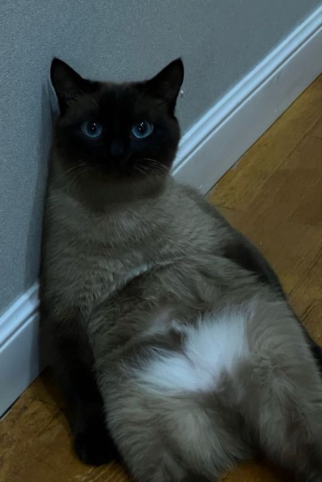 Отдаю кошку в добрые руки