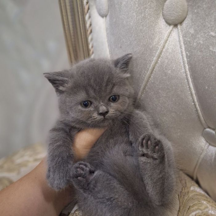 Scottish fold sotiladi soglom