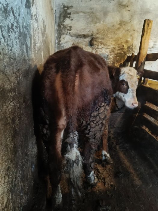 Продаю Бычкова телок