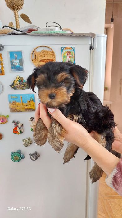 Продаётся йоркширский терьер (девочка)
