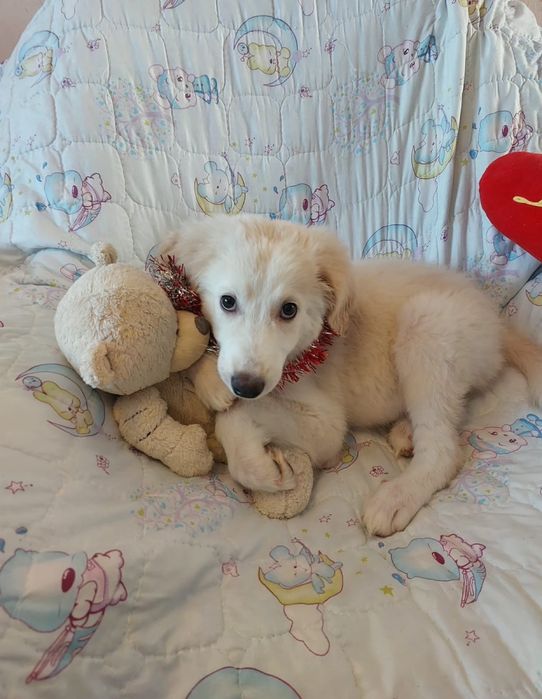 Отдам щенка девочку!