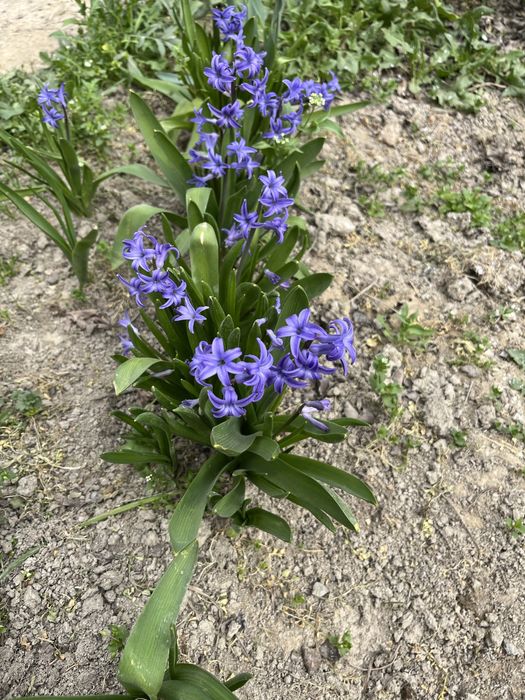 Гиацинт гуллари сотувда бор. Фақат сиёҳ ранглиги сотувда мавжуд.