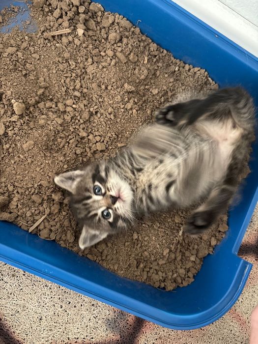 котенок мальчик бесплатно