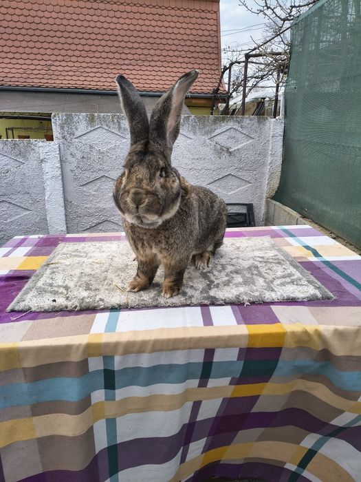 Disponibil mascul Uriaș German