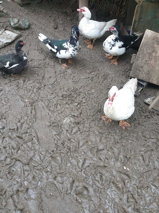 Vand rațe leșești mute+rățuște mici