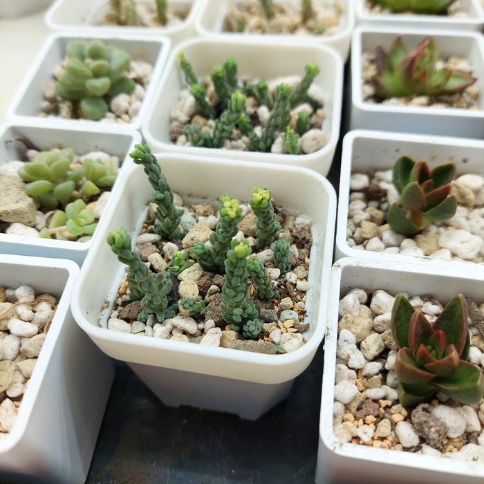 Цветы суккуленты