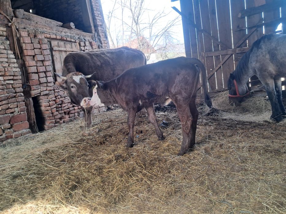 Vând juninca de 3 anii gestanta an 8 lunii .vitea de 2 lunii