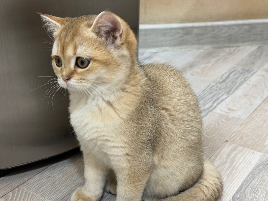 Золотой шиншила ny25