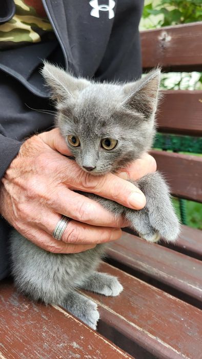 Дарю очень красивых котят