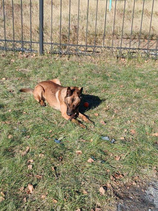 Малинуа Бельгийская овчарка