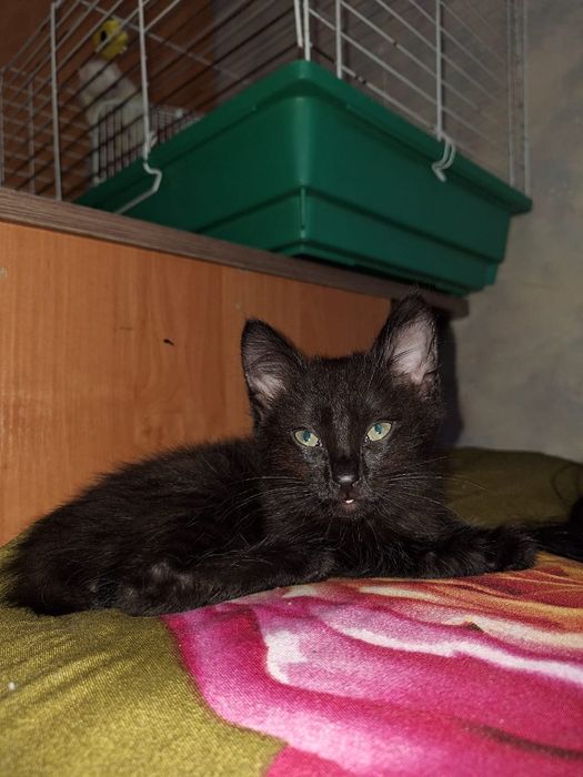 Отдам котенка мальчика