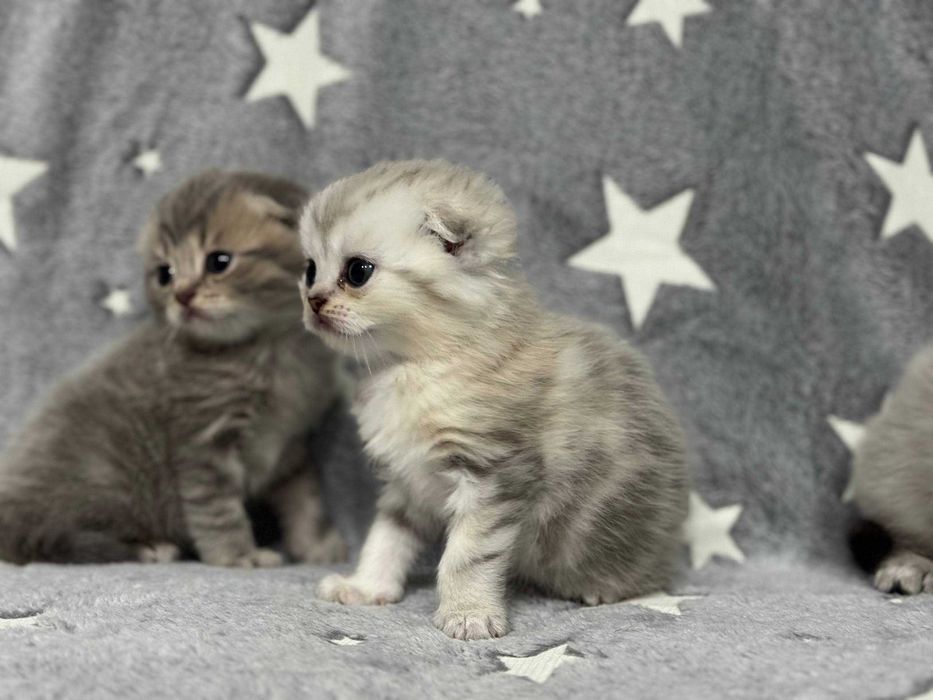 вислоушки плюшевые детки