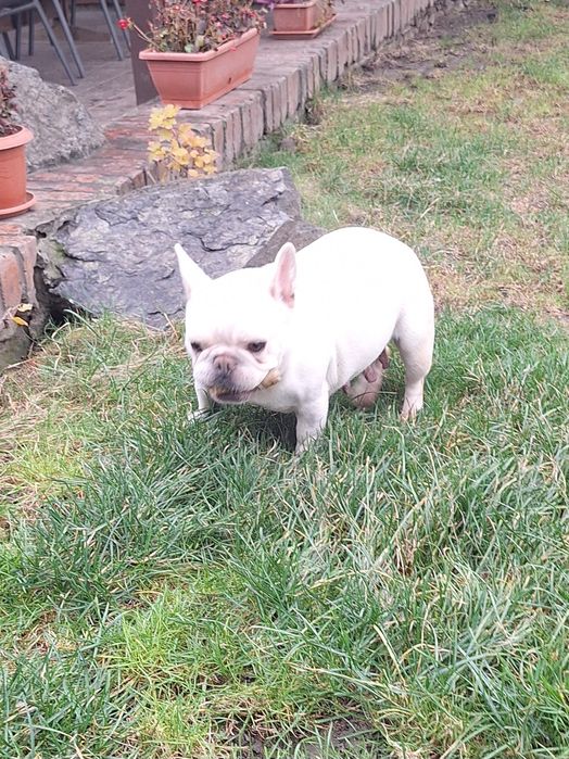 Bulldog francez femela