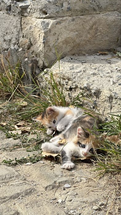 Отдам бесплатно котят в добрые руки