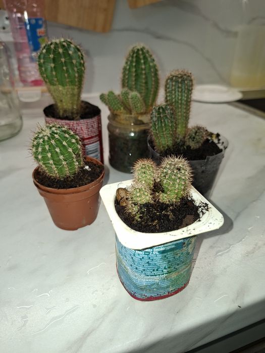 Кактусы разных размеров  много
