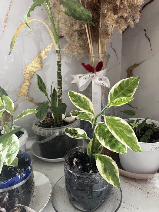 Цветы домашние