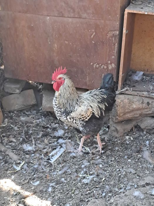 продам домашнюю птицу