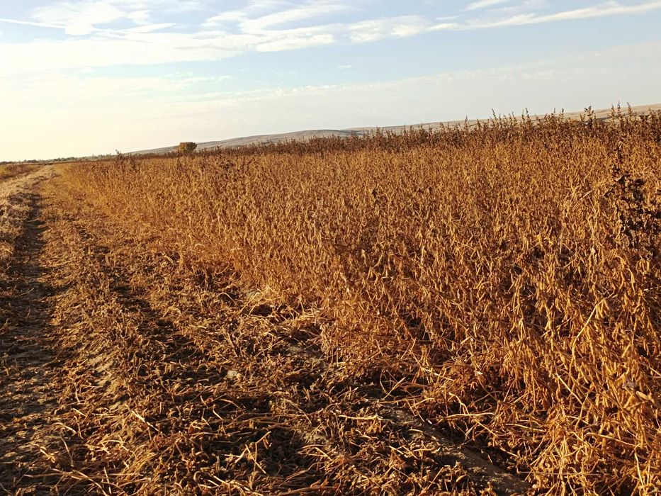 Семена соя (бобы)