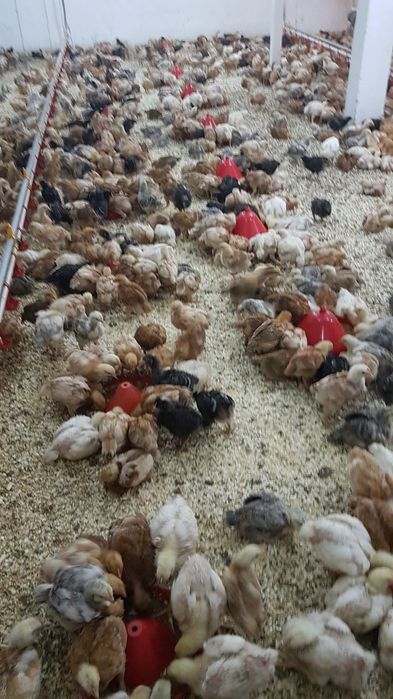 Pui diferite rase + rățuște Preț bun !!!