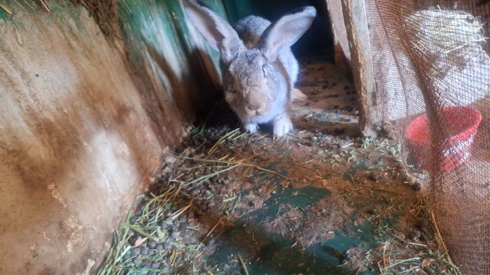 Қояндар сатылады 11 шт