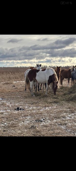 Продам Айгыр  7 лет