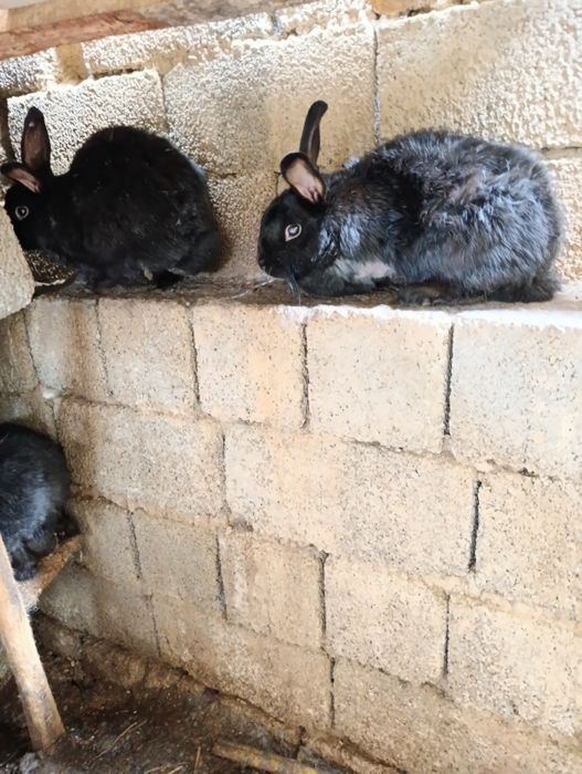 Quyon sotiladi boqiwga goʻwga tayyor boʻgan