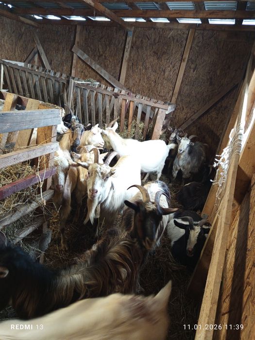 Schimb 60 capre pe 80 oi