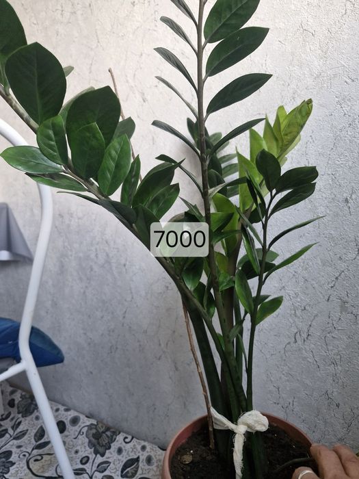 Домашые цветы дешево