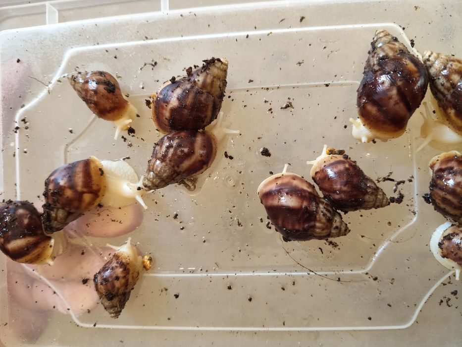 Ulitka sotiladi soglom yuzga qoyilmagan 3-4 sm lisi 15 mingdan