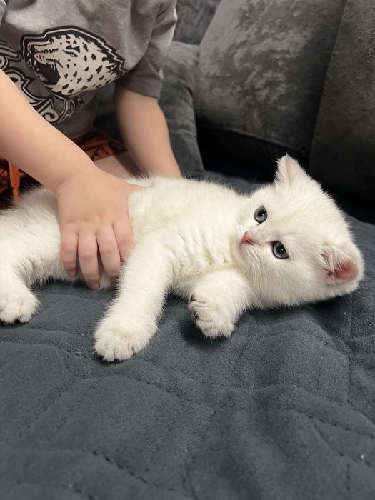 Продам котенка Британец