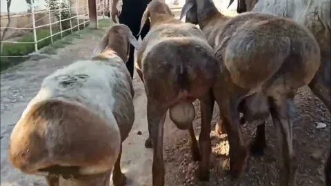 Qochqorlar sotiladi Qassob xizmati ,  24/7